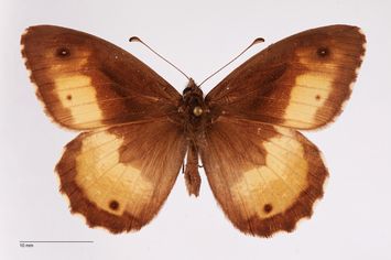 Vorschaubild Hipparchia neomiris ab. pallida Bubacek, 1923